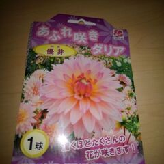 決まってしまいました。溢れ咲きダリア