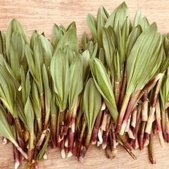5月1日　行者ニンニク　　採りたて1.5キロ