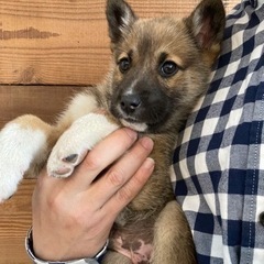 愛媛県大三島　里親再募集します！！！ - 犬