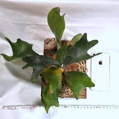 【相談中】ビカクシダ'ネザーランド'板付け観葉植物【市外発送OK】