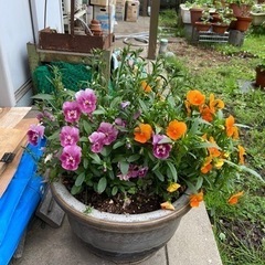 Music Garden  の画像