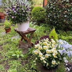 Music Garden  の画像