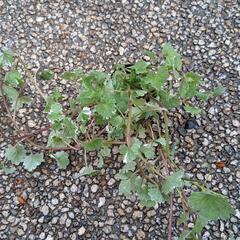 植物差し上げますの画像