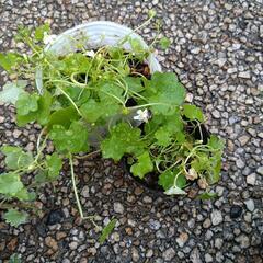 植物差し上げますの画像