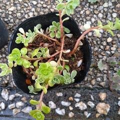 植物差し上げますの画像