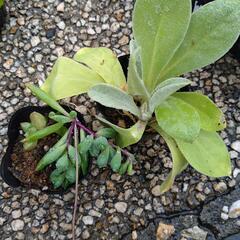 植物差し上げますの画像