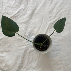 モンステラ 株分け #2 1の画像