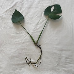 モンステラ 株分け #2 1の画像
