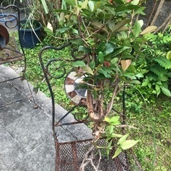 植物♪