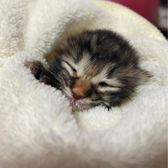 生後3週間くらいの子猫ちゃんの里親様募集