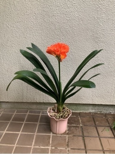 君子蘭（高性広葉系）花付き