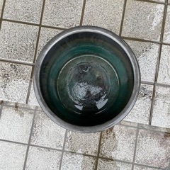 火鉢　ビオトープ　メダカの画像