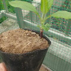 菊芋苗5ポット  栽培は簡単です