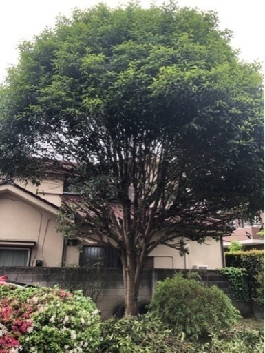 キンモクセイの木①