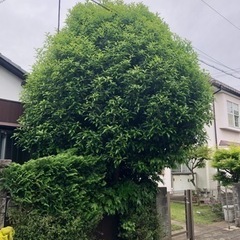 キンモクセイ②
