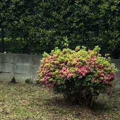つつじ　ツツジの木の画像