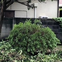 つつじ　ツツジの木の画像