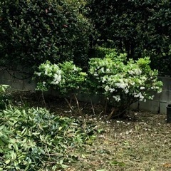 つつじ　ツツジの木の画像