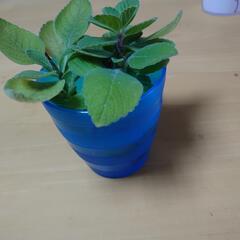 奇跡のハーブ　残り20鉢