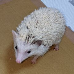 ハリネズミ　1才　ピント系