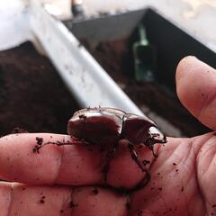 【⠀決まりました】ヒメカブトのプレゼントです