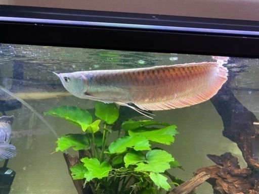 ☆熱帯魚 買取り☆