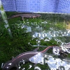 オキナワシリケンイモリ　1匹（値下げしました）の画像