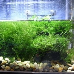 オキナワシリケンイモリ　1匹（値下げしました）の画像