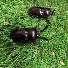 ニジイロクワガタ（紫紺）ペア