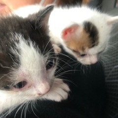 急募！多分兄弟猫です。