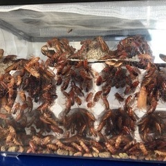 【商談中】【受付、一時停止中】レッドローチ1000匹 1000円