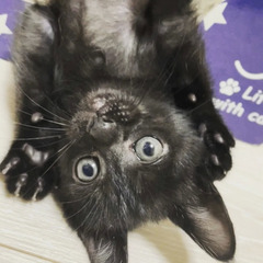 保護猫