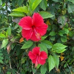 お庭や植木のお手入れ等の画像
