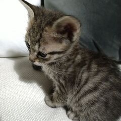 保護猫