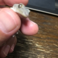 ニホンヤモリのメスを探してます！