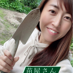 【空芯菜の苗】珍しい夏の葉野菜！1株100円均一◎