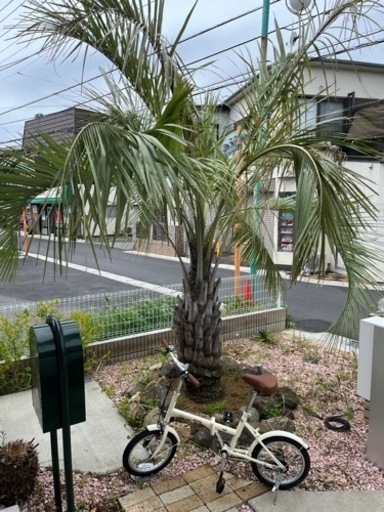 ヤシの木