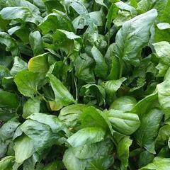 春の無農薬野菜