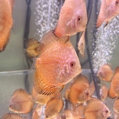 自家産ディスカス