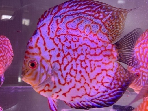 ディスカス　パールラフレシア　雄