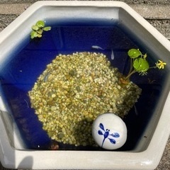 [画像更新]睡蓮鉢とめだか２ペア飼育一式①  PSB光合成細菌9...