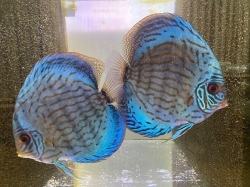 国産ディスカス　ペア