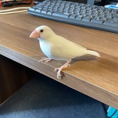 白文鳥 生後5ヵ月 里親探しています