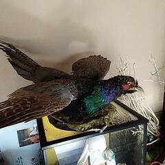 キジはく製の画像