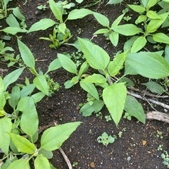 キクイモ苗　5個　