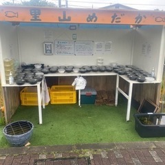 改良メダカ•タマミジンコ無人販売所　里山めだか　5/2出店