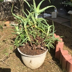 アロエ