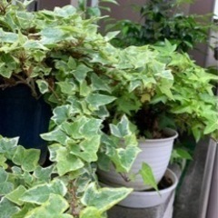 無料‼︎観葉植物　プランター