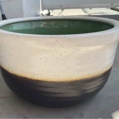 メダカ　睡蓮鉢