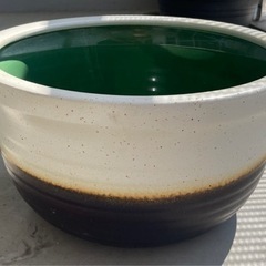 めだか　睡蓮鉢